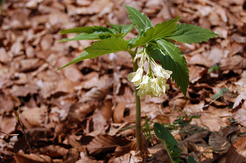 Cardamine enneaphyllos / Dentaria a nove foglie